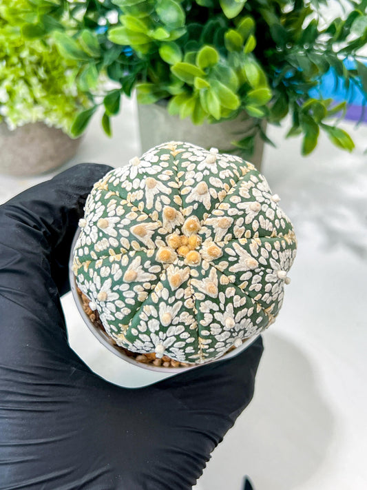 Custom Order- We’ll send you the exact live plant pictured (T8) (g3) | SHIP from USA | 3" Pot