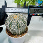Custom Order- We’ll send you the exact live plant pictured (T8) (g3) | SHIP from USA | 3" Pot