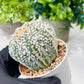 Custom Order- We’ll send you the exact live plant pictured (T8) (g3) | SHIP from USA | 3" Pot