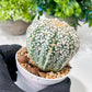 Custom Order- We’ll send you the exact live plant pictured (T8) (g3) | SHIP from USA | 3" Pot