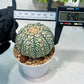 Custom Order- We’ll send you the exact live plant pictured (T8) (g4) | Las Vegas PLANT SELLER| 3" Pot