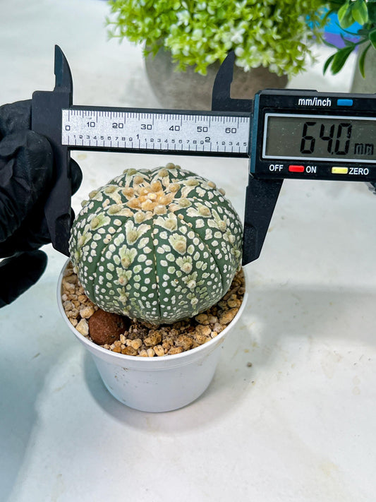Custom Order- We’ll send you the exact live plant pictured (T8) (g4) | Las Vegas PLANT SELLER| 3" Pot