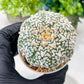 Custom Order- We’ll send you the exact live plant pictured (T8) (g3) | SHIP from USA | 3" Pot