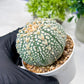 Custom Order- We’ll send you the exact live plant pictured (T8) (g4) | Las Vegas PLANT SELLER| 3" Pot