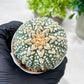 Custom Order- We’ll send you the exact live plant pictured (T8) (g4) | Las Vegas PLANT SELLER| 3" Pot