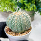 Custom Order- We’ll send you the exact live plant pictured (T8) (g4) | Las Vegas PLANT SELLER| 3" Pot
