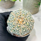 Custom Order- We’ll send you the exact live plant pictured (T8) (g5) | Las Vegas Plant Shp | 3" Pot