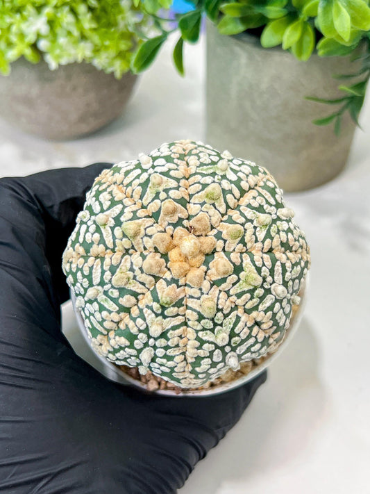 Custom Order- We’ll send you the exact live plant pictured (T8) (g5) | Las Vegas Plant Shp | 3" Pot