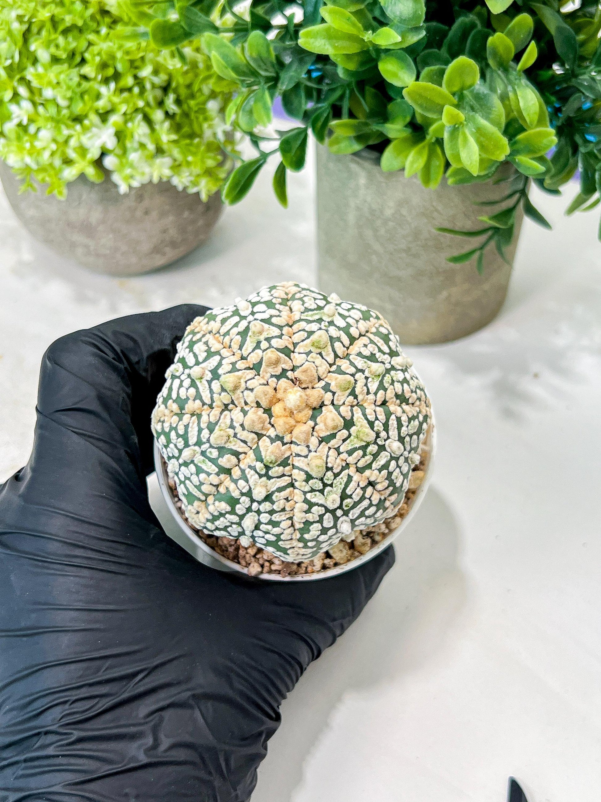 Custom Order- We’ll send you the exact live plant pictured (T8) (g5) | Las Vegas Plant Shp | 3" Pot