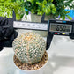 Custom Order- We’ll send you the exact live plant pictured (T8) (g5) | Las Vegas Plant Shp | 3" Pot