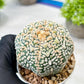 Custom Order- We’ll send you the exact live plant pictured (T8) (g5) | Las Vegas Plant Shp | 3" Pot