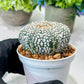Custom Order- We’ll send you the exact live plant pictured (T8) (g6) | American Plant Seller | 3" Pot
