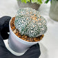 Custom Order- We’ll send you the exact live plant pictured (T8) (g6) | American Plant Seller | 3" Pot