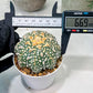 Custom Order- We’ll send you the exact live plant pictured (T8) (g7) | Nevada Plant Seller | 3" Pot