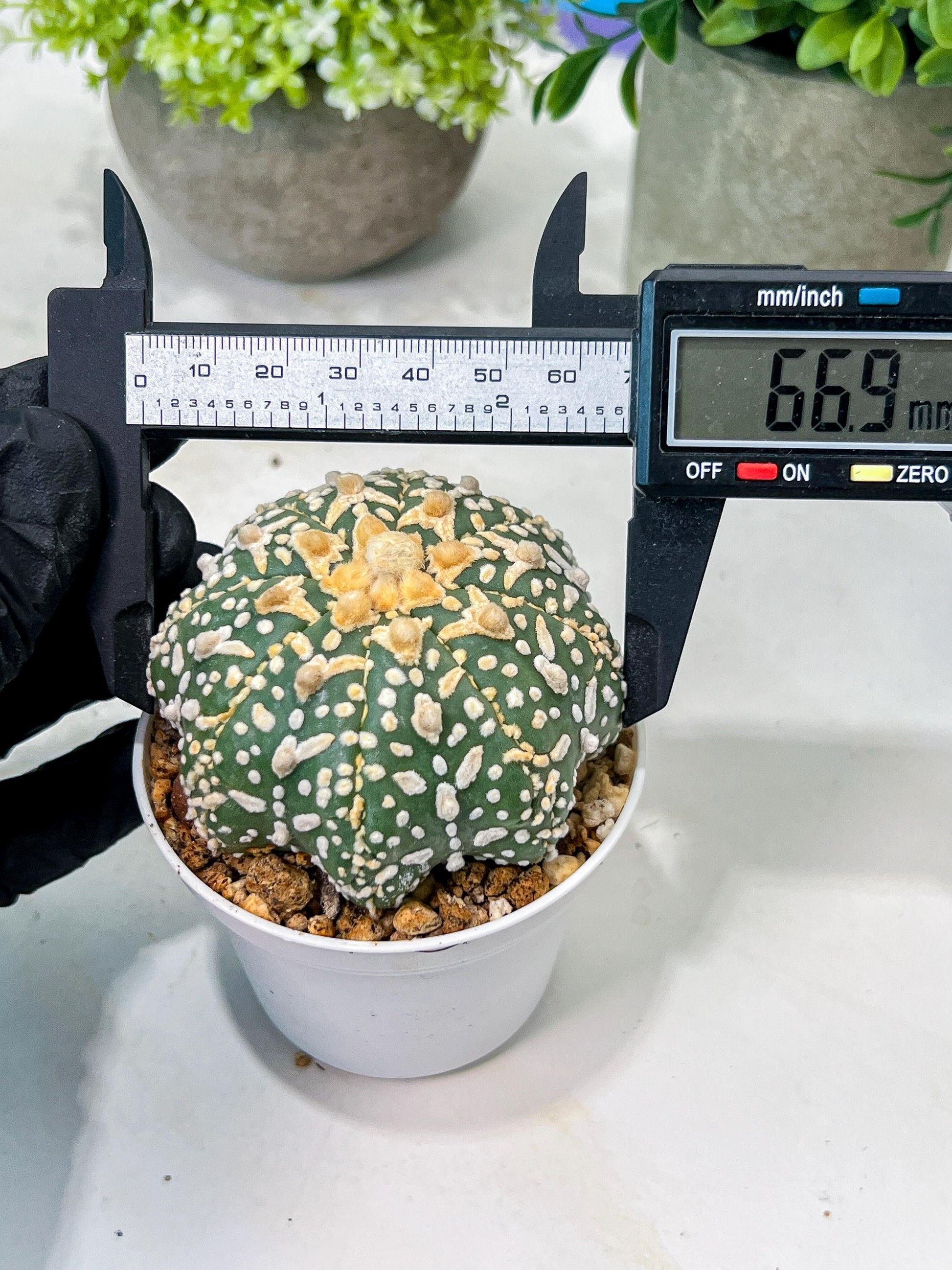 Custom Order- We’ll send you the exact live plant pictured (T8) (g7) | Nevada Plant Seller | 3" Pot