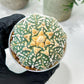 Custom Order- We’ll send you the exact live plant pictured (T8) (g7) | Nevada Plant Seller | 3" Pot