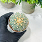 Custom Order- We’ll send you the exact live plant pictured (T8) (g7) | Nevada Plant Seller | 3" Pot