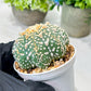 Custom Order- We’ll send you the exact live plant pictured (T8) (g7) | Nevada Plant Seller | 3" Pot