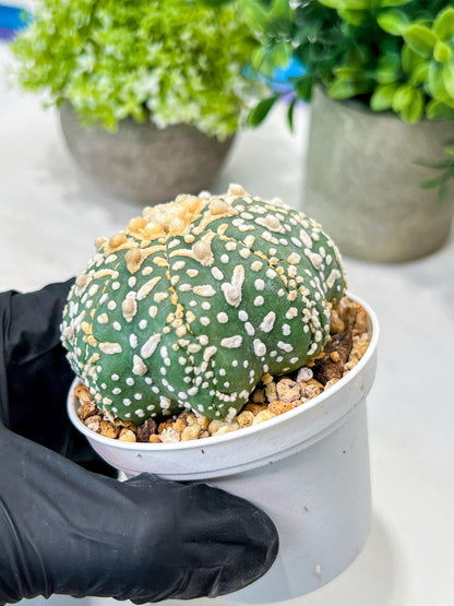 Custom Order- We’ll send you the exact live plant pictured (T8) (g7) | Nevada Plant Seller | 3" Pot