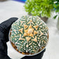 Custom Order- We’ll send you the exact live plant pictured (T8) (g7) | Nevada Plant Seller | 3" Pot