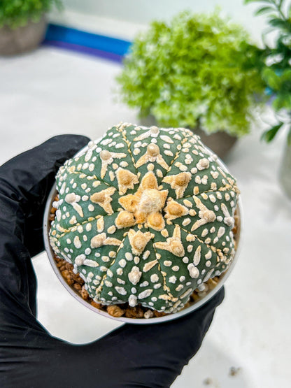 Custom Order- We’ll send you the exact live plant pictured (T8) (g7) | Nevada Plant Seller | 3" Pot