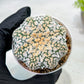 Custom Order- We’ll send you the exact live plant pictured (T9) (g1) | Imported From Japan | 3" Pot