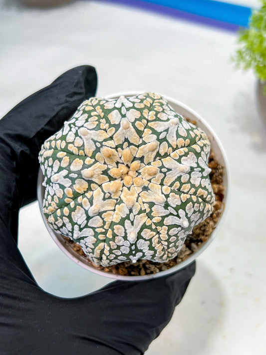 Custom Order- We’ll send you the exact live plant pictured (T9) (g1) | Imported From Japan | 3" Pot