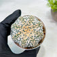 Custom Order- We’ll send you the exact live plant pictured (T9) (g1) | Imported From Japan | 3" Pot