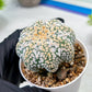 Custom Order- We’ll send you the exact live plant pictured (T9) (g1) | Imported From Japan | 3" Pot
