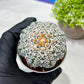 Custom Order- We’ll send you the exact live plant pictured (T9) (g2) | Las Vegas Plant Shop | 3" Pot