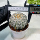 Custom Order- We’ll send you the exact live plant pictured (T9) (g2) | Las Vegas Plant Shop | 3" Pot