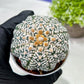 Custom Order- We’ll send you the exact live plant pictured (T9) (g2) | Las Vegas Plant Shop | 3" Pot