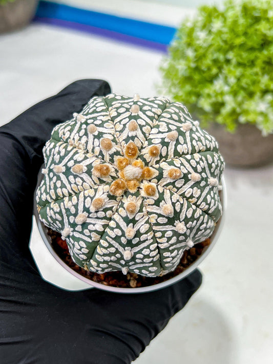 Custom Order- We’ll send you the exact live plant pictured (T9) (g2) | Las Vegas Plant Shop | 3" Pot