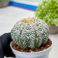 Custom Order- We’ll send you the exact live plant pictured (T9) (g2) | Las Vegas Plant Shop | 3" Pot