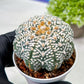 Custom Order- We’ll send you the exact live plant pictured (T9) (g2) | Las Vegas Plant Shop | 3" Pot