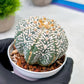 Custom Order- We’ll send you the exact live plant pictured (T9) (g2) | Las Vegas Plant Shop | 3" Pot