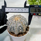 Custom Order- We’ll send you the exact live plant pictured (T9) (g3) | SHIP from USA | 3" Pot