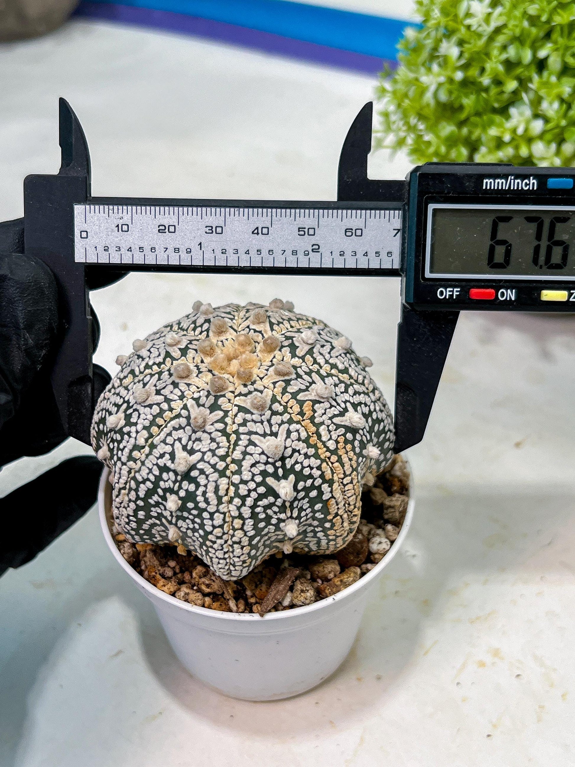 Custom Order- We’ll send you the exact live plant pictured (T9) (g3) | SHIP from USA | 3" Pot
