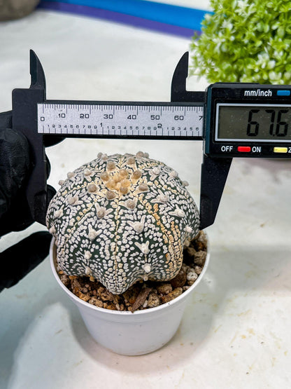 Custom Order- We’ll send you the exact live plant pictured (T9) (g3) | SHIP from USA | 3" Pot