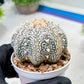 Custom Order- We’ll send you the exact live plant pictured (T9) (g3) | SHIP from USA | 3" Pot