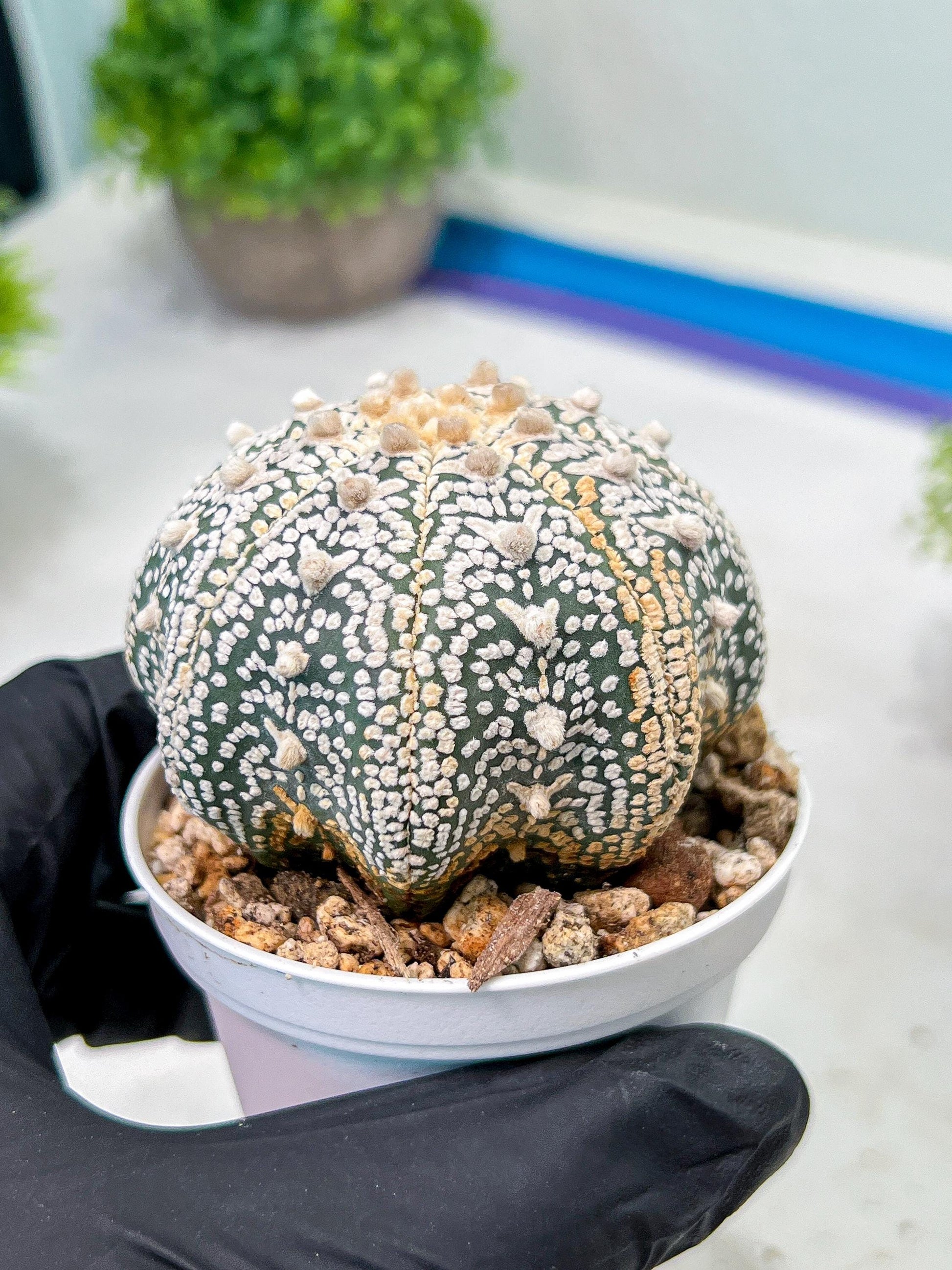 Custom Order- We’ll send you the exact live plant pictured (T9) (g3) | SHIP from USA | 3" Pot