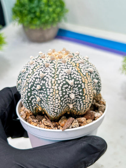 Custom Order- We’ll send you the exact live plant pictured (T9) (g3) | SHIP from USA | 3" Pot