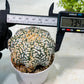 Custom Order- We’ll send you the exact live plant pictured (T9) (g4) | Las Vegas PLANT SELLER| 3" Pot