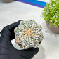 Custom Order- We’ll send you the exact live plant pictured (T9) (g4) | Las Vegas PLANT SELLER| 3" Pot