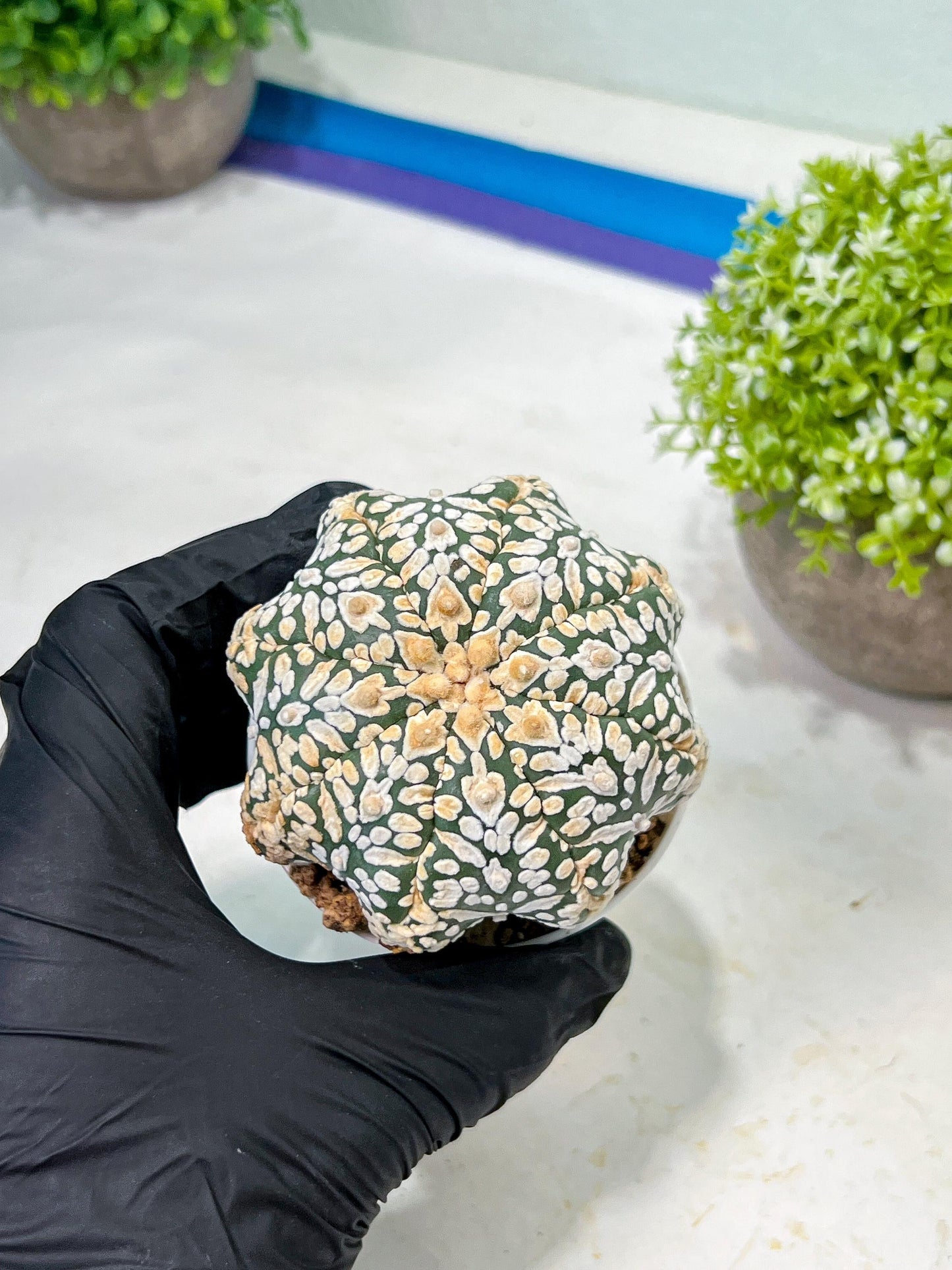 Custom Order- We’ll send you the exact live plant pictured (T9) (g4) | Las Vegas PLANT SELLER| 3" Pot