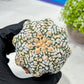 Custom Order- We’ll send you the exact live plant pictured (T9) (g4) | Las Vegas PLANT SELLER| 3" Pot
