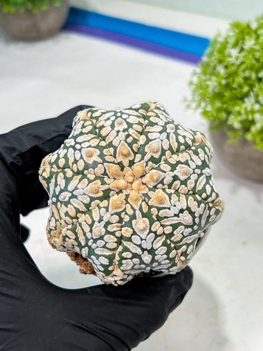 Custom Order- We’ll send you the exact live plant pictured (T9) (g4) | Las Vegas PLANT SELLER| 3" Pot