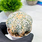 Custom Order- We’ll send you the exact live plant pictured (T9) (g4) | Las Vegas PLANT SELLER| 3" Pot