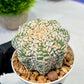 Custom Order- We’ll send you the exact live plant pictured (T9) (g5) | Las Vegas Plant Shp | 3" Pot