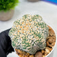 Custom Order- We’ll send you the exact live plant pictured (T9) (g5) | Las Vegas Plant Shp | 3" Pot